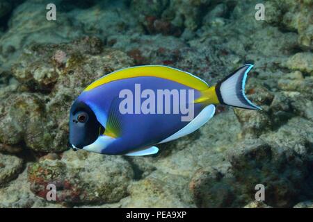 -Weißkehl Doktorfisch, bleu poudre, poudre tang-chirurgiens, Acanthurus leucosternon bleu, Kuba, Indischer Ozean, Maldives, océan Indien Banque D'Images