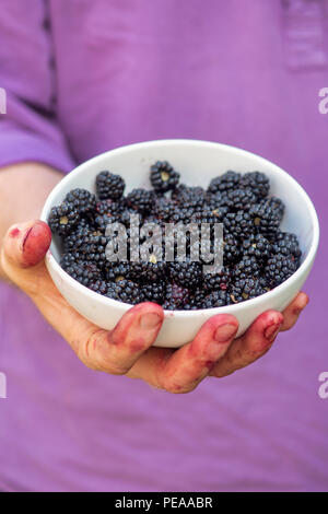 Man holding cueillies mûres dans un bol. Selective focus Banque D'Images