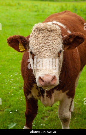 Une vache brune et blanche dans un champ en Ecosse Banque D'Images