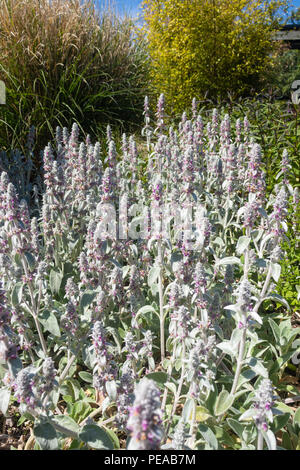 Oreille d'Agneaux (Stachys byzantina) croissant dans le Fife en Écosse. Banque D'Images