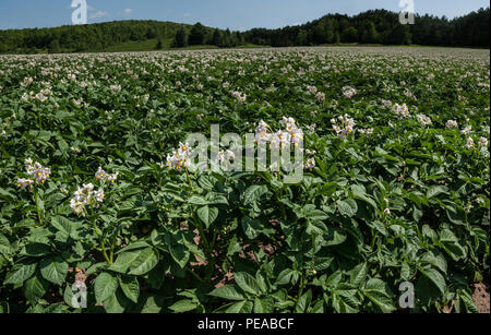 Récolte de pommes de terre dans un champ de fleurs : fleurs de plants de pommes de terre au début du mois de juillet sur la ferme du centre de Michigan. Banque D'Images