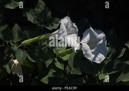 Datura wrightii Banque D'Images