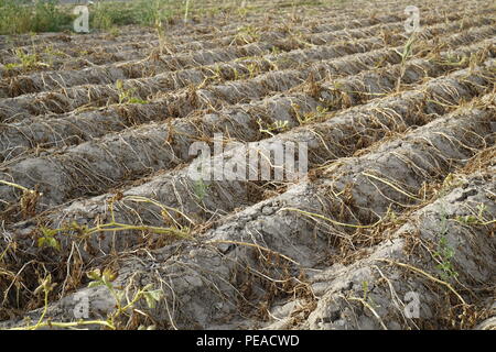 L'agriculture en Allemagne. En été, la sécheresse détruit les plantes cultivées. Les plantes sont séchées dans les lignes sur le sol sec, pain croustillant. Banque D'Images