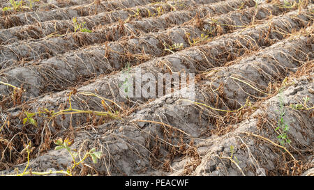 L'agriculture en Allemagne. En été, la sécheresse détruit les plantes cultivées. Les plantes sont séchées dans les lignes sur le sol sec, pain croustillant. Banque D'Images