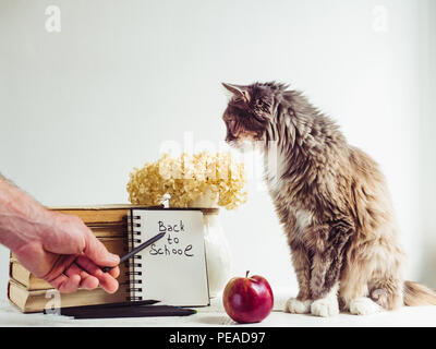 Charmant, gris, fluffy kitten, bouquet de fleurs, Vintage Books, crayons, pomme rouge et un bloc-notes avec une inscription manuscrite sur un livre blanc, Banque D'Images