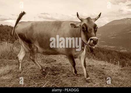 Cow-Brown laitière vache Lait suisse en Suisse Banque D'Images