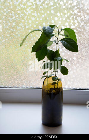 Lemon Tree pousse en pot de verre brun fenêtre proche Banque D'Images