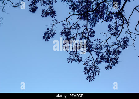 Jacaranda tree branch Banque D'Images