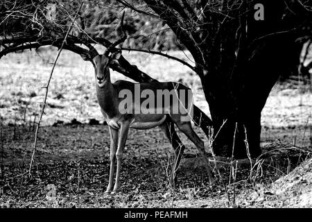 Impala Aepyceros melampus, dans la région de Mana Pools National Park. Zimbabwe Banque D'Images