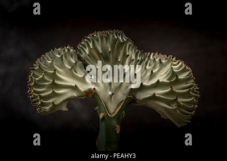 L'Euphorbia lactea cristata Crested Elkhorn image usine Banque D'Images