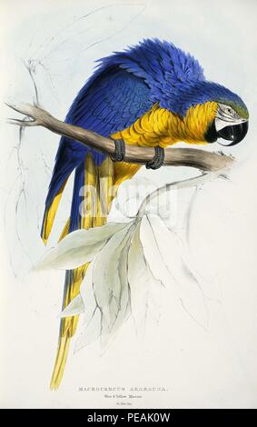 Ara ararauna -Macrocercus ararauna Blue & yellow Maccaw -par Edward Lear 1812-1888. Banque D'Images