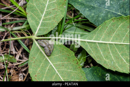 Petit jardin insecte Ricania japonica - Cicadelle japonais Banque D'Images