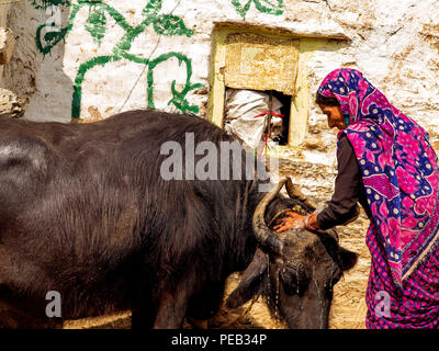 Femme indienne echelle sa branche de buffalo dans la chaleur du jour à Sanouli Kumaon Hills village,, Uttarakhand, Inde Banque D'Images