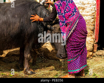 Femme indienne echelle sa branche de buffalo dans la chaleur du jour à Sanouli Kumaon Hills village,, Uttarakhand, Inde Banque D'Images