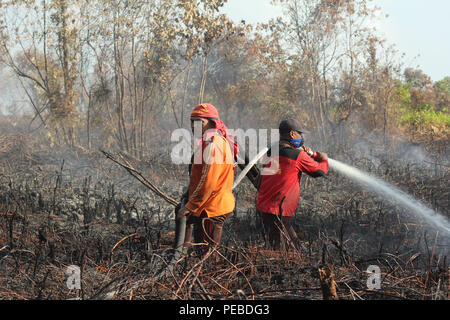 L'Indonésie, Riau, Kampar. 13Th Aug 2018. Les pompiers pour éteindre les incendies dans les tourbières de Riau, Kampar, Indonésie, le 13 août 2018. Plusieurs provinces de l'Indonésie ont mis en état d'alerte d'urgence pour les feux de forêts et des terres. Credit : Mohammad Adam/Alamy Live News Banque D'Images