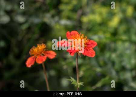 Fleur rouge de Geum coccienum - Benoîte orange sur le sommet des montagnes cimenterie Sharr Piribeg Banque D'Images