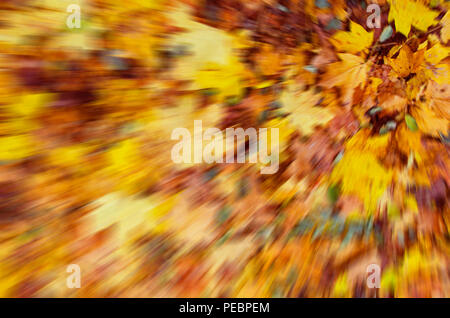 Automne floue feuilles tombées sur le sol. abstract background. couleurs ver Banque D'Images