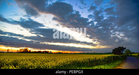 Coucher de soleil sur un champ de colza dans le Lincolnshire Banque D'Images