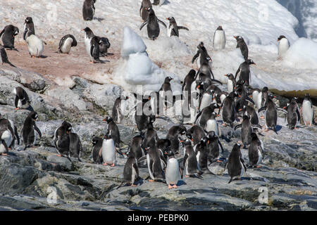 Grande colonie de manchots gentoo sur la côte de l'Antarctique Banque D'Images