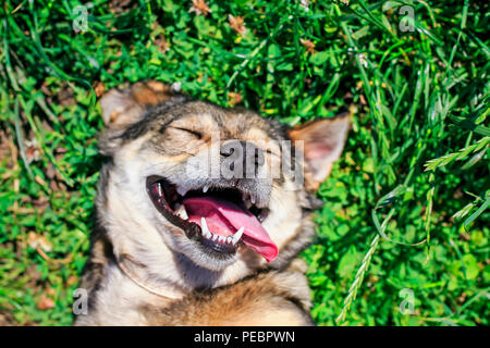 Beau chien heureux couché sur l'herbe verte et luxuriante du parc en été, drôle de sourire et roulant des yeux de profiter du soleil et la météo Banque D'Images
