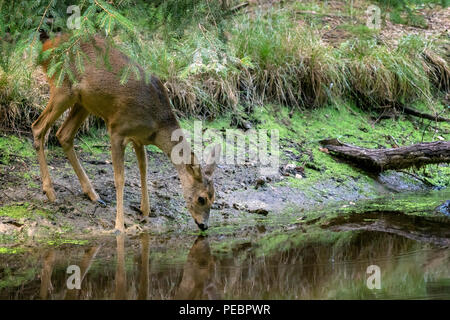 Le chevreuil en forêt, Capreolus capreolus. Les chevreuils sauvages de l'étang de l'eau potable Banque D'Images