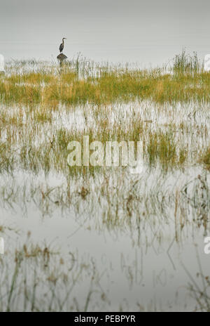 Grand Héron de Marsh. Un Grand Héron perché à côté d'une rive marécageuse. Banque D'Images