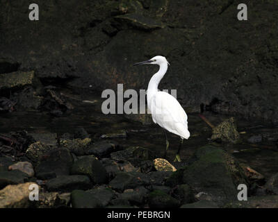 Belle Aigrette neigeuse la pêche dans une rivière dans le nord du Portugal Banque D'Images