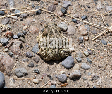 Close up d'un crapaud Woodhouse, Anaxyrus woodhousii, avec tan et rayures vert olive et de multiples verrues. Son dos est à l'appareil photo et qu'elle est assis suis Banque D'Images