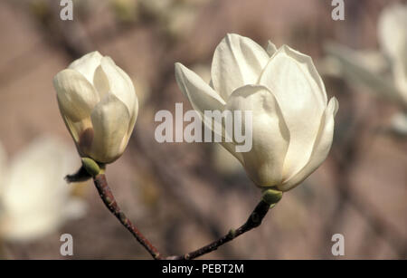 Les FLEURS DE L'ARBRE DE LILY OU YULAN (MAGNOLIA DENUDATA) Banque D'Images