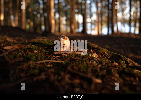 Les jeunes la culture des champignons dans les bois du Canada Banque D'Images