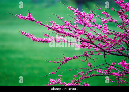 La floraison des branches d'arbre avec un fond vert Maedow, New Jersey, USA Banque D'Images