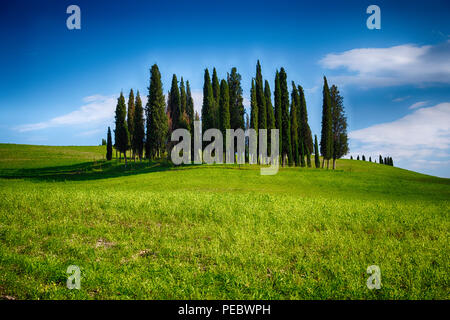 Groupe de Cyprès sur une colline, San Quirico d'Orcia, Toscane, Italie Banque D'Images