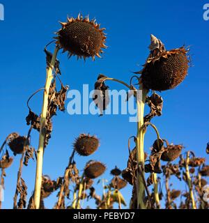 Gros plan sur les tournesols sauvages dans le champ sous la lumière du soleil Banque D'Images