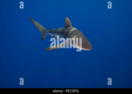 Le requin soyeux, Carcharhinus falciformis, au large de la Grande Île d'Hawaï. Le requin soyeux est l'un des requins les plus abondants trouvés en plein océan, et peut Banque D'Images