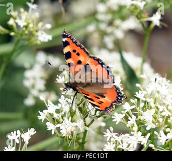 Kleiner Fuchs, Aglais urticae, Schmetterling, Banque D'Images