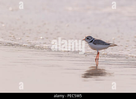 Pluvier siffleur (Charadrius melodus), sur la conservation de la liste de surveillance, promenades à travers l'océan de l'eau dans la lumière du matin doux Banque D'Images