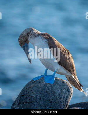 Blue-footed Booby, Galápagos Banque D'Images