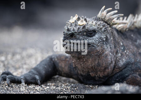 Iguanes marins, Îles Galápagos Banque D'Images