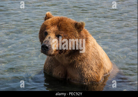 Kamchatka (ours brun Ursus arctos beringianus) dans l'eau, lac Kurile, Kamchatka, Russie Banque D'Images