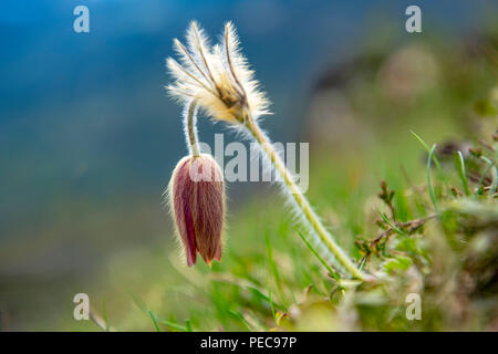 Pasqueflower Pulsatilla alpina (Alpine), Sarntal, Tyrol du Sud, Italie Banque D'Images