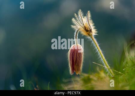 Pasqueflower Pulsatilla alpina (Alpine) sur un fond sombre, Sarntal, Tyrol du Sud, Italie Banque D'Images