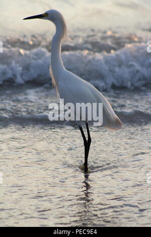 Un gracieux Egret posant pour des photos. Banque D'Images