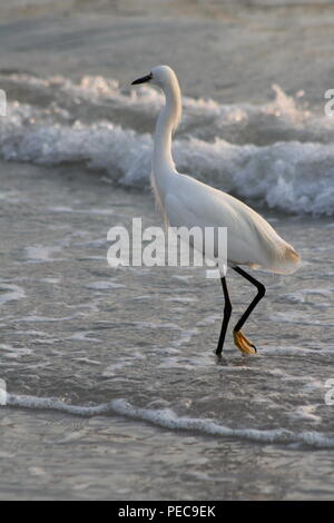 Un gracieux Egret posant pour des photos. Banque D'Images