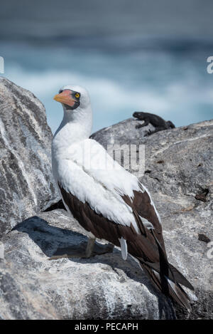 Nazca Booby masqués Banque D'Images