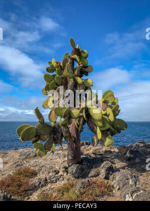 Les cactus de Galápagos