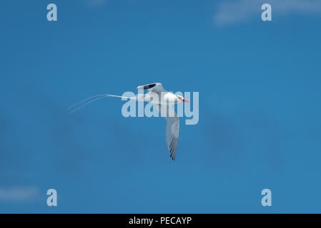 Red-billed Tropic Bird Banque D'Images