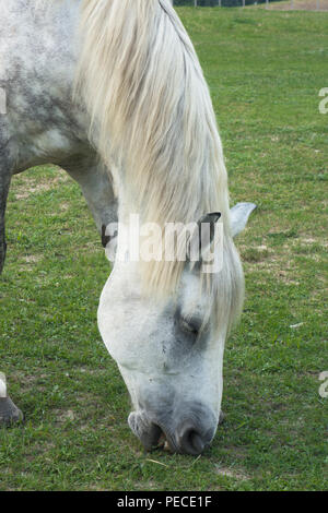 Un cheval blanc dans un pâturage pâturage Banque D'Images