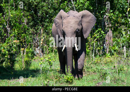 L'éléphant d'Afrique Loxodonta cyclotis ou dans la nature Banque D'Images