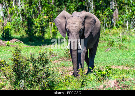 L'éléphant d'Afrique Loxodonta cyclotis ou dans la nature Banque D'Images