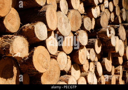 Sciage d'arbres - troncs d'arbres coupés Banque D'Images